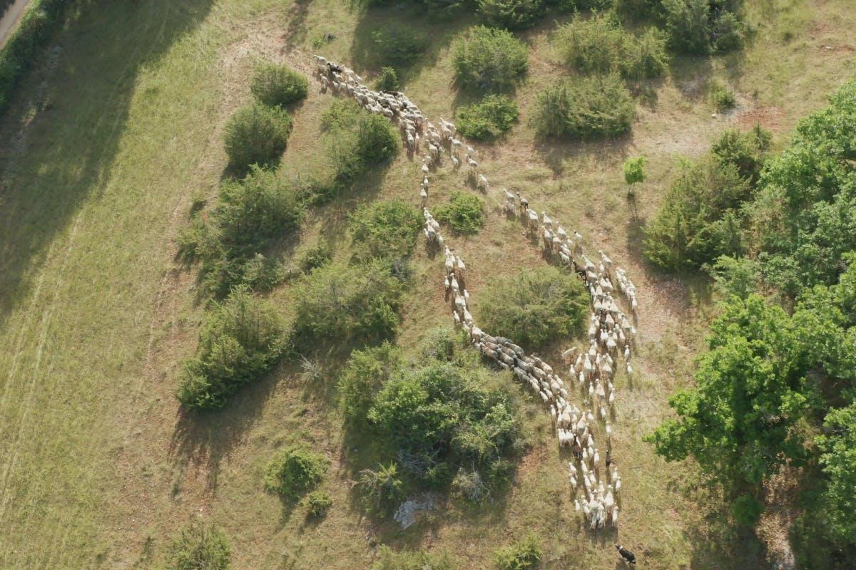 vegetation tree land nature outdoors woodland field pasture wilderness grassland